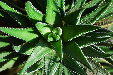 aloe spiny close up with natural sun