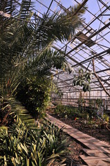 Fototapeta na wymiar greenhouse with green plants