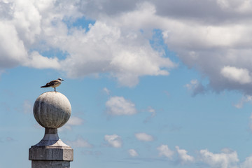Seagull standing on the concrete pole and looking in the distance