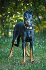 Doberman is lying on meadow