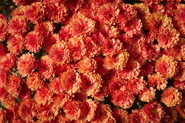 Close up Chrysanthemum (Hardy Mums) flowers