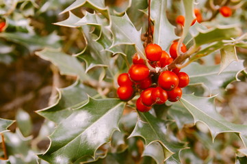 close up view of red ripe berries of common holly (Ilex aquifolium) near christmas holidays
