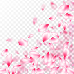 Spring blossom isolated petals flying
