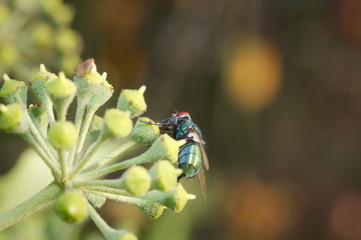 Close up of fly the flower of an ivy.