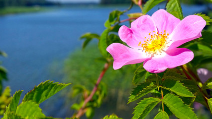 Rose bush in the isnäs of Finland