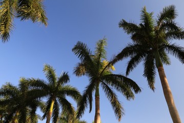 Fototapeta na wymiar Silhouette of overhead palms on blue clear sky