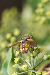 Close up of fly the flower of an ivy.