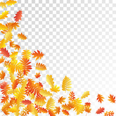 Oak, maple, wild ash rowan leaves vector, autumn foliage on transparent background.