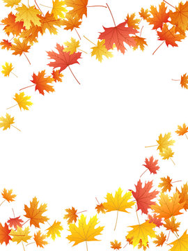 Maple leaves vector background, autumn foliage on white graphic design.