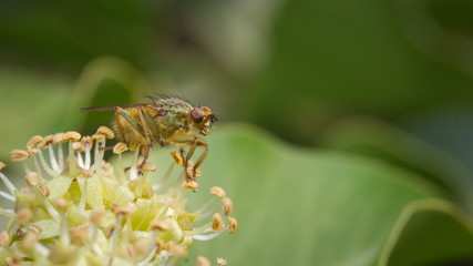 Close up of fly the flower of an ivy.