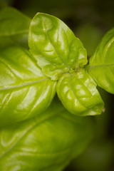 fresh basil leaves