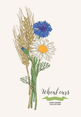Wheat ears with chamomile and cornflowers. Rustic bouquet plants of fields. Hand drawn vector illustration.