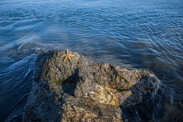 Estrela do mar amarela, numa rocha rodeada por água transparente com tons de azul