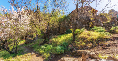 Wunderschöne Natur von Gran Canaria während der Mandelblüte
