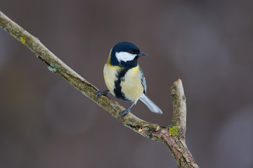 Obraz na płótnie Canvas Great tit sits on a dry branch in the forest park on a cloudy day.