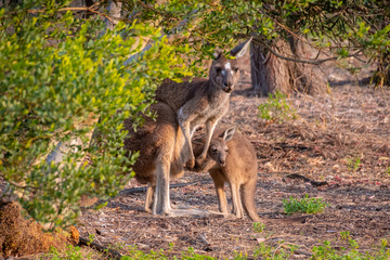 Wild kangaroo joey sneaking back in the mothers pouch