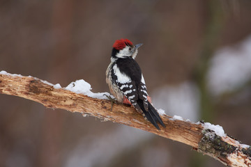 Middle spotted woodpecker sits on a branch covered with lichen in a forest park on a cloudy day.