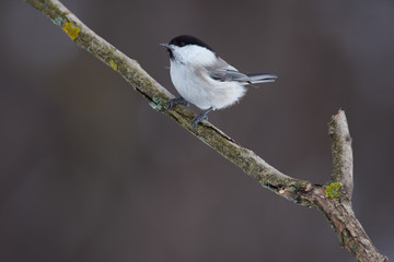 Willow tit sits on a branch covered with lichen in a forest park on a cloudy day.