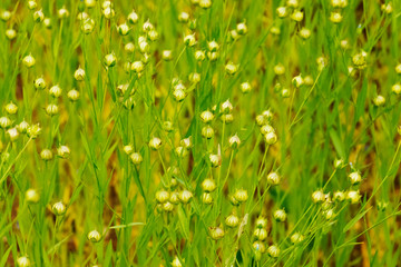 Flax  or linseed plant