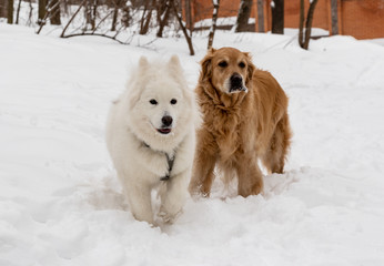 dogs in snow, dog friendship husky samoyed and golden retriever