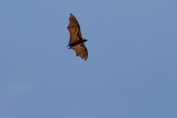 The Indian flying fox (Pteropus giganteus), is a species of flying fox found in South Asia. It is one of the largest bats in the world. Flying fox in Sri Lanka.