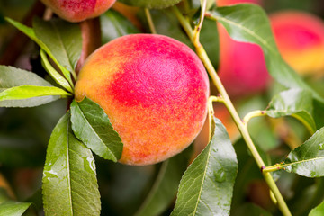Fresh peach tree. Peaches ripe for picking in a peach orchard. Ripe sweet peach fruits growing on a peach tree branch
