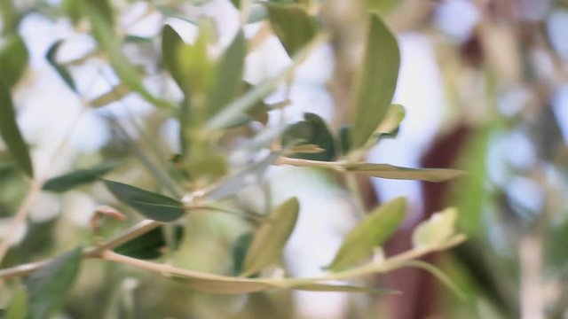 Olive tree
