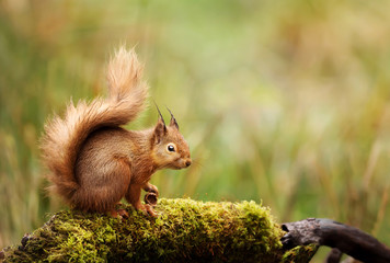 Naklejka na ściany i meble Red squirrel sitting on a mossy log