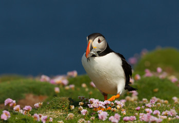 Atlantic puffin in thrift with sand eels in the beak