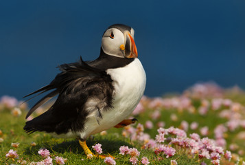 Close up of Atlantic puffin in thrift