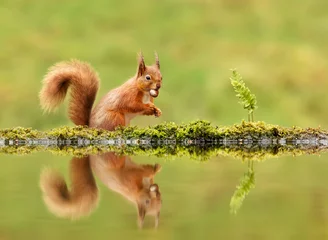 Foto op Canvas Rode eekhoorn die een noot eet bij een vijver in de herfst © giedriius