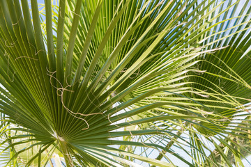 Fototapeta na wymiar palm tree fronds and blue sky