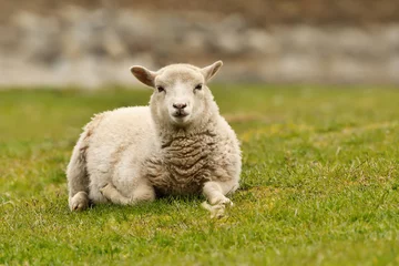 Poster Close up van een Shetland schaap dat op groen gras ligt © giedriius