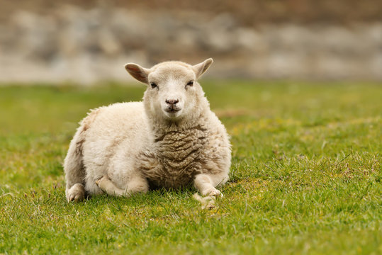 Close up of a Shetland sheep laying on green grass
