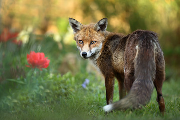 Red fox standing in the garden with flowers