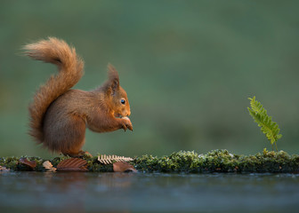 Red squirrel eating a nut by a pond in autumn