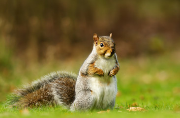 Eurasian grey squirrel standing on the grass