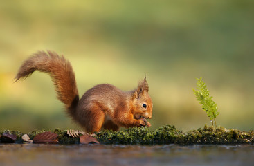 Red squirrel eating a nut in autumn