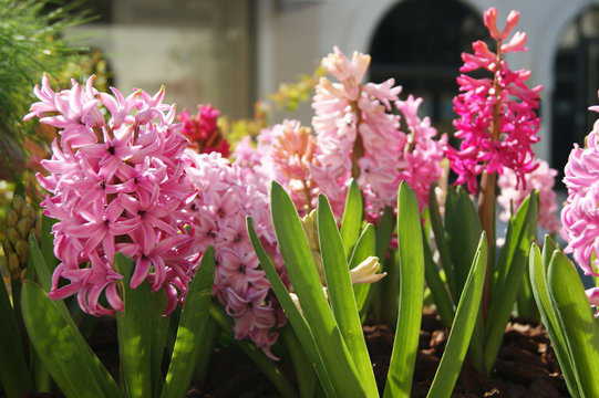 Street flowerbed with hyacinths of different shades of pink on a sunny spring day.