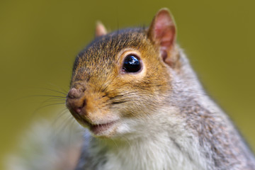 Close up of Eastern grey squirrel