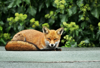 Red fox lying on roof of a shed