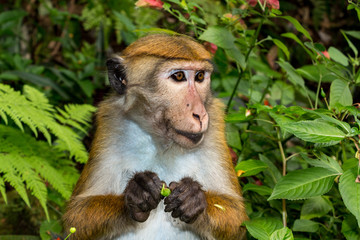 Toque Macaque (Macaca sinica) monkey sitting in the forest and holding food in his hands. Wildlife in Sri Lanka.