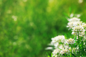 Blooms gorgeous white spirea in the garden. White spring flowers on a blurred green background. Beautiful spring background is suitable for catalog, website, design. There is free space.
