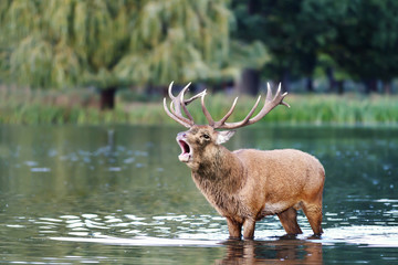 Red deer stag bellowing while standing in water