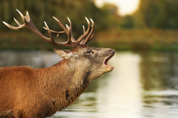 Red deer stag bellowing close to the pond