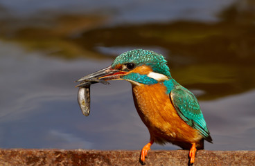 Eurasian kingfisher with a fish in the beak