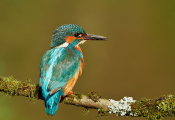 Close-up of a Eurasian kingfisher on a perch