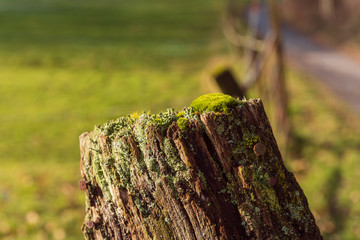 Baumstamm mit moos auf dem Land © Alessandro2802