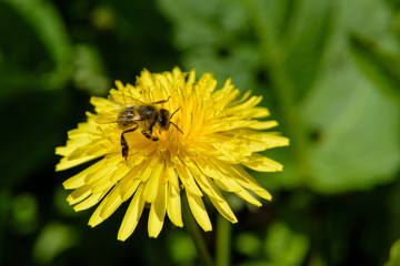 Bee collects the nectar on a yellow dandelion.