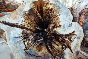 rotten core of a tree trunk, texture